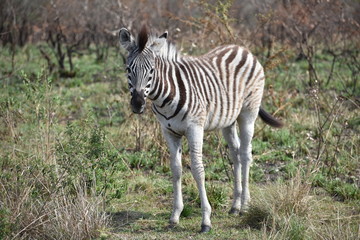 zebra in africa
