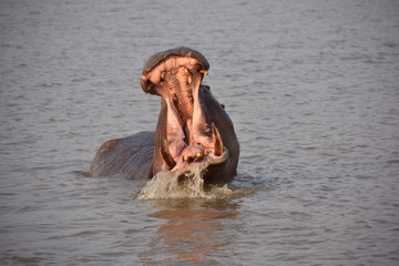 Hippo in South-Africa