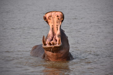 Hippo in South-Africa
