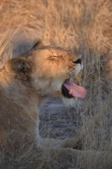 Lazy lioness