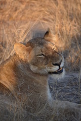 Lioness in South-Africa