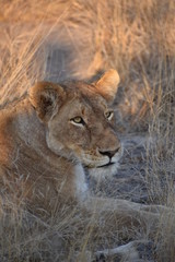 Lioness in South-Africa
