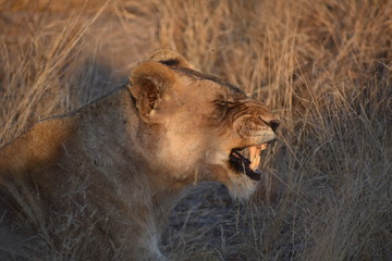 Lioness in South-Africa
