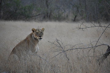 Lion preparing for attack