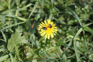 Two bronze beetles sitting on a flower of dandelion officinalis close-up.