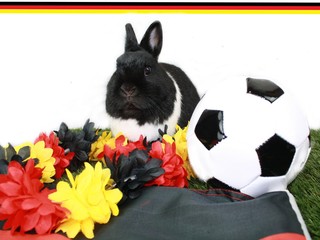 Hase deutschland Fussball Fan © Sabine
