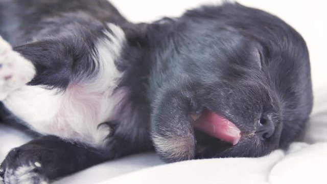 Baby yorkshire terrier, puppy in the bed. A newborn puppy sleeps and yawns in a dream