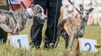 Dog sport. Two whippets who won the competition for coursing, running for a mechanical hare. Animal sport concept. © kalyanby