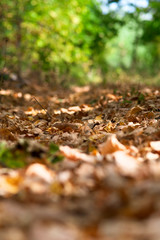 Beautiful fallen leaves in the autumn forest, close-up with a blurred background.