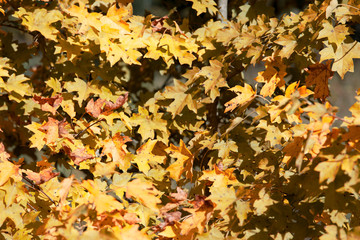 Beautiful autumn maple branches with leaves under the sun's rays, closeup.