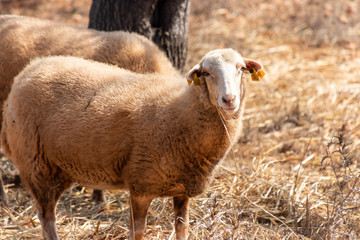A dirty sheep in a mediterranean landmark looking to the front