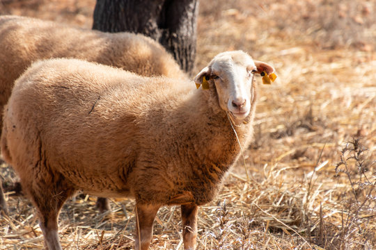 A dirty sheep in a mediterranean landmark looking to the front