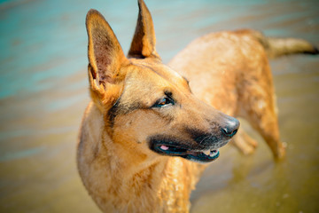 portrait of dog in the beach