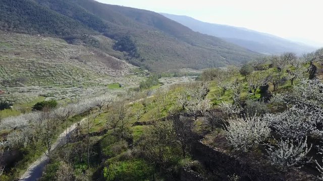 Valle del Jerte, en Extremadura, Espa&ntilde;a - White Flower in Spain
