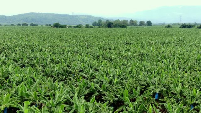 Beautiful cinematic aerial view of the banana plantation in Costa Rica