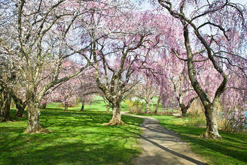 Spring Path in Park