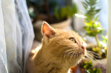 Naklejka na ściany i meble Funny fluffy kitten looks up at the windowsill with plants on a sunny day, cozy photo of a pet