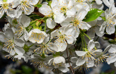 Fresh flowers with rain drops 