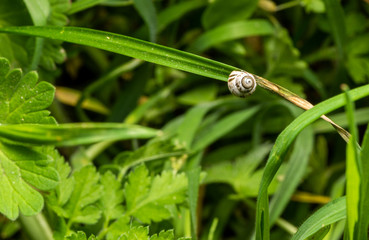 snail on leaf