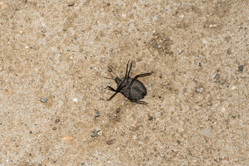 Bug on the ground 