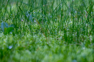 Green Grass Macro Background with Water Drops
