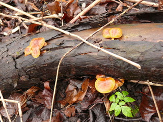 mushrooms in forest