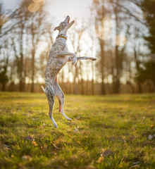 Lebensfreude - schlanker Whippet Windhund  springt aufrecht in die Luft