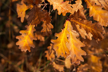 Leaves on an oak branch in the fall, closeup.