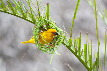 Golden palm weaver bird (Ploceus bojeri) starts a new nest