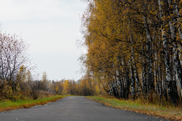 Asphalt path near the Russian birch forest with golden foliage in the fall.