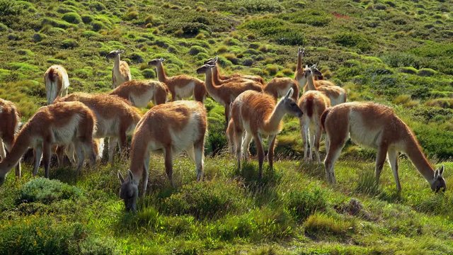 Herd of Guanacos Grazing in Torres Del Paine National Park, Chile, Patagonia Wildlife, South America