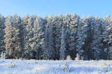 Beautiful snowy winter forest. Background. Scenery.