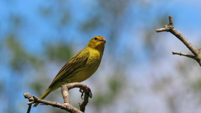 Canary bird. Bird of yellow color. Highlight for the bird