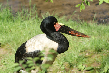 Tropical black and white bird