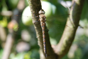 Dragon Fly close ups