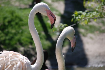 Fototapeta premium 2 Flamingos close up