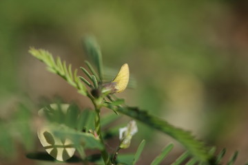 Texas wild plant life