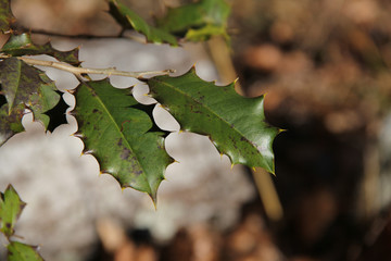 holly leaves