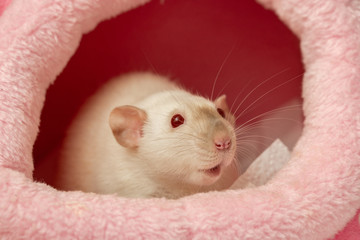 funny curious white pet rat in her cozy bed