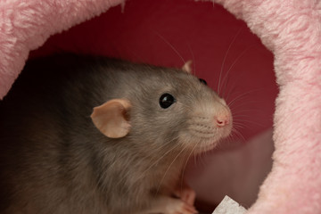 beautiful curious pet rat close-up