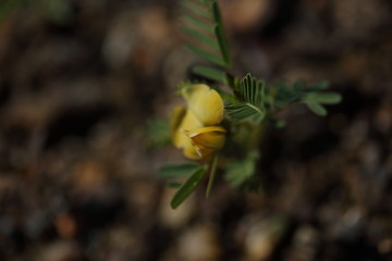 Texas wild plant life
