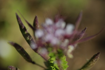 Texas wild plant life