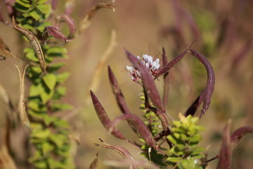 Texas wild plant life