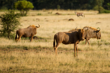 Blue wildebeest Group with Blue sky and green Grass