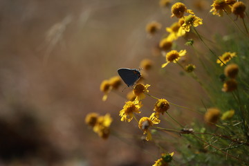 Texas wild plant life