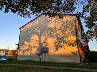Tree casting a shadow onto the side of a house at sunset in Canada.