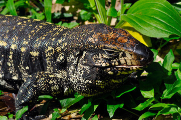 Tegu lizard