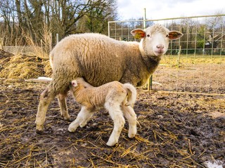 Naklejka premium goat on farm
