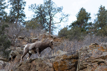 Bighorn Sheep in Waterton Canyon by the South Platte River