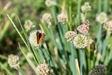 onions growing in a field on farm with butterfly